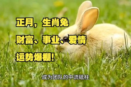 生肖兔2025年6月开工怎么样